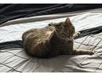 Adopt Syree a Tiger Striped American Shorthair / Mixed (short coat) cat in