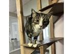 Adopt Gracie a Domestic Short Hair