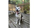 Adopt Bleu a Siberian Husky dog in Raleigh, NC (38036291)