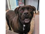 Adopt Koko a Black American Pit Bull Terrier / Mixed Breed (Medium) / Mixed