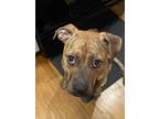 Adopt Merri *FOSTER or Adopter needed urgently a Boxer