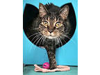 Adopt Lumpy (in foster) a All Black Domestic Shorthair / Domestic Shorthair /