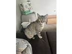 Adopt Cannoli a Tabby, Domestic Short Hair