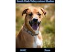 Adopt 80337 Kane a Tan/Yellow/Fawn Labrador Retriever / Boxer / Mixed dog in