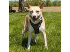 Adopt Haku **Off-Site Foster Home** a Mixed Breed