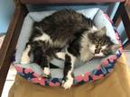 Adopt Summer a Domestic Long Hair