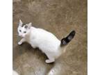 Adopt Gemma a American Shorthair