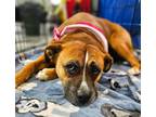 Adopt Phoebe a Boxer, American Staffordshire Terrier