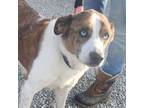 Adopt Stella a Australian Shepherd