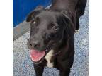 Adopt Margo a Black Labrador Retriever / Mixed dog in Long Beach, CA (37856825)
