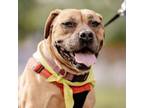 Adopt Emma a American Staffordshire Terrier