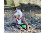 Adopt Noah!! a Tan/Yellow/Fawn - with White Staffordshire Bull Terrier / Pit