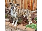 Adopt Chowder!! a Brindle - with White Pit Bull Terrier / Shepherd (Unknown