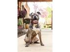 Adopt Boca!! a Brindle - with White Pit Bull Terrier / Boxer / Mixed dog in