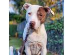 Adopt Lucy a White - with Brown or Chocolate Pit Bull Terrier / Mixed dog in