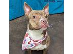 Adopt Gingerbread a Pit Bull Terrier