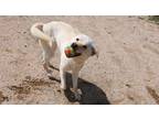 Adopt Bolt a White - with Tan, Yellow or Fawn Jindo / Mixed dog in Vancouver