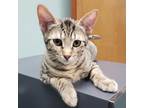 Adopt Elenora a Gray, Blue or Silver Tabby Domestic Shorthair (short coat) cat