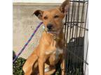 Adopt Callie a Hound, Carolina Dog