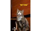 Adopt Mittens a Brown Tabby Domestic Shorthair (short coat) cat in Centerville