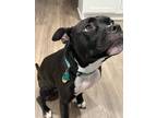 Adopt Gia a American Staffordshire Terrier, Pit Bull Terrier