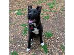 Adopt Ripley a Black Labrador Retriever / Mixed dog in Wimberley, TX (37854712)