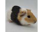 Adopt Tonka a Guinea Pig small animal in Miami, FL (38022730)