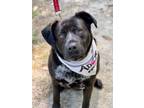 Adopt Grace a Labrador Retriever / Mixed dog in Darlington, SC (35538790)