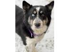 Adopt Ursa a Husky, Australian Shepherd