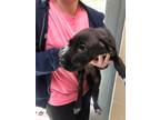 Adopt Chancey 29212 a Labrador Retriever, Mixed Breed