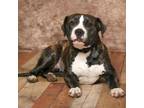 Adopt Painted Lady a Pit Bull Terrier, Mastiff