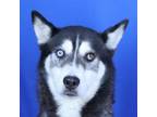 Adopt Piano 011204S a Husky