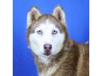 Adopt Flute 011206S a Husky