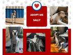 Adopt Sally (OK) a English Pointer