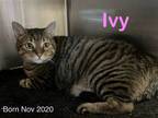 Adopt Ivy a Domestic Short Hair, Tabby