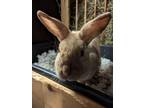 Adopt Ruby a Bunny Rabbit