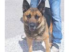 Adopt JELLO a German Shepherd Dog, Mixed Breed