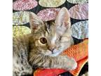Adopt Candy Crush (and Woody) a Domestic Short Hair