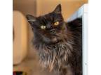 Adopt Salem Luna a Domestic Long Hair