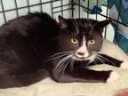 Adopt Bernie a American Shorthair