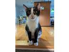 Adopt MARIA a Domestic Short Hair