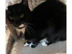 Adopt Belle a Domestic Short Hair