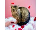 Adopt Zelda a Domestic Short Hair