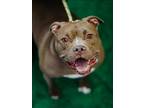 Adopt SALLY a Pit Bull Terrier, Mixed Breed