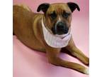 Adopt Lola a Boxer