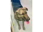 Adopt Abby a Plott Hound, German Shepherd Dog