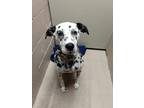 Adopt Penny a Dalmatian