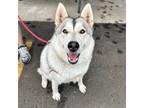 Adopt Roxy (in Foster) a Husky