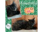 Adopt Anastasia a Domestic Short Hair