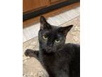 Adopt Shadow a Domestic Short Hair